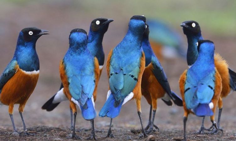 masai-mara-birds-3-750x450