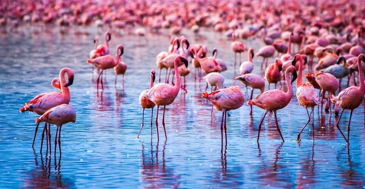 The-Wonders-of-Lake-Nakuru-National-Park–750×389