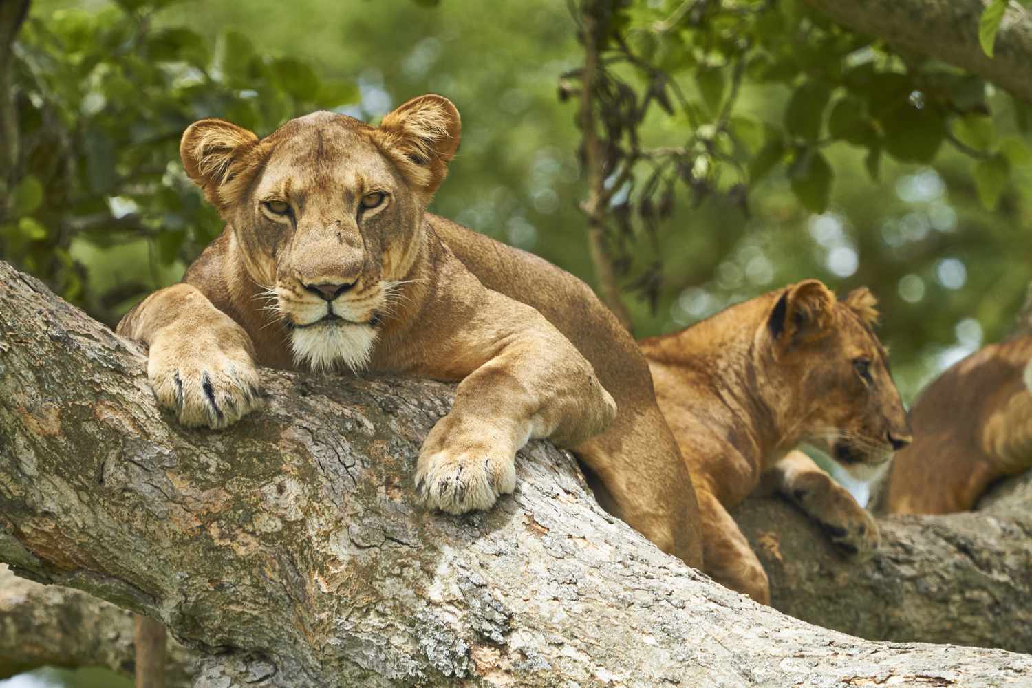 Queen Elizabeth Lions