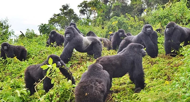 Gorilla-Tours-from-Mombasa-1024x675