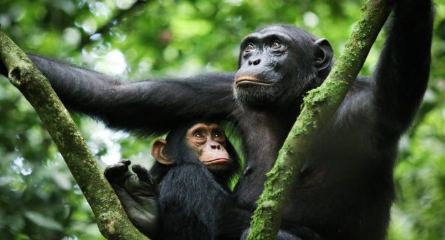 chimp