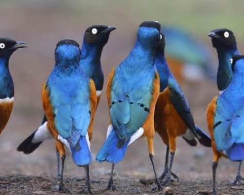 masai-mara-birds-3-750x450