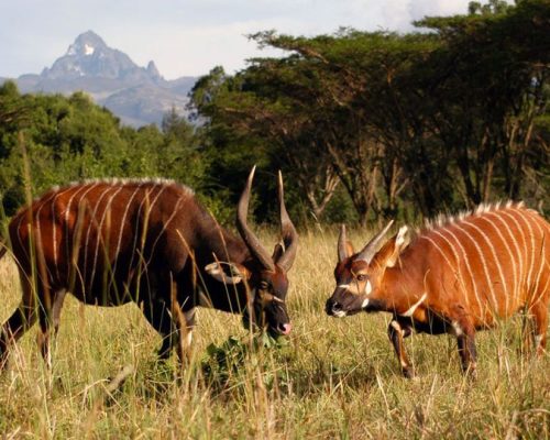 samburu-national-reserve